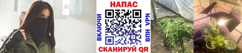 Бошки марихуана индика Гаджиево